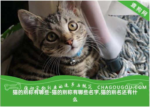 猫的别称有哪些-猫的别称有哪些名字,猫的别名还有什么