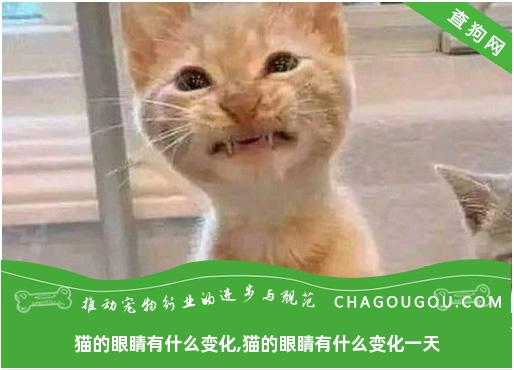 猫的眼睛有什么变化,猫的眼睛有什么变化一天