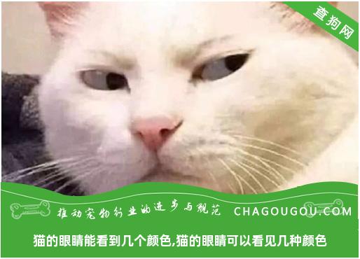 猫的眼睛能看到几个颜色,猫的眼睛可以看见几种颜色