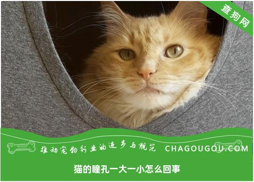 猫的瞳孔一大一小怎么回事