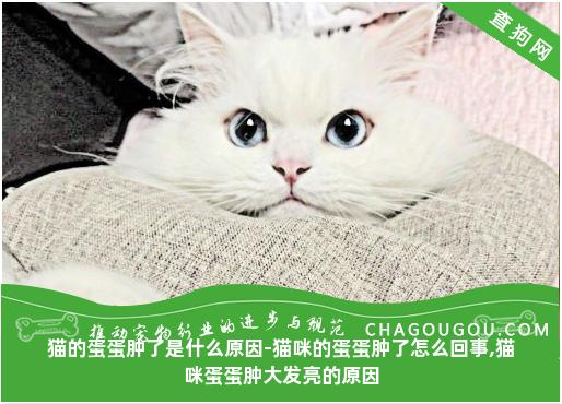 猫的蛋蛋肿了是什么原因-猫咪的蛋蛋肿了怎么回事,猫咪蛋蛋肿大发亮的原因