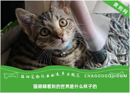 猫眼睛看到的世界是什么样子的