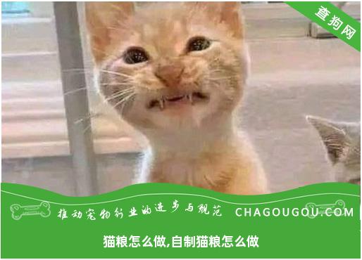 猫粮怎么做,自制猫粮怎么做