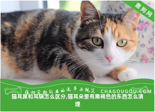 猫耳屎和耳螨怎么区分,猫耳朵里有黑褐色的东西怎么清理