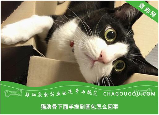 猫肋骨下面手摸到圆包怎么回事