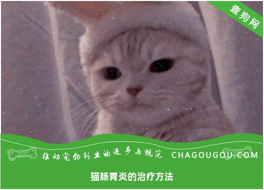 猫肠胃炎的治疗方法