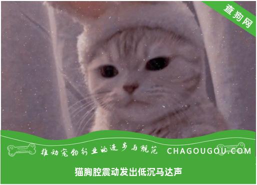 猫胸腔震动发出低沉马达声