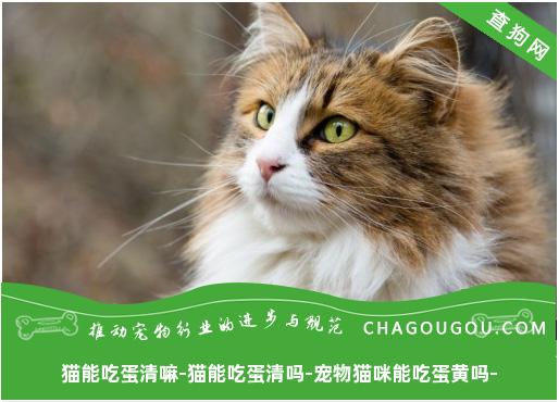 猫能吃蛋清嘛-猫能吃蛋清吗-宠物猫咪能吃蛋黄吗-