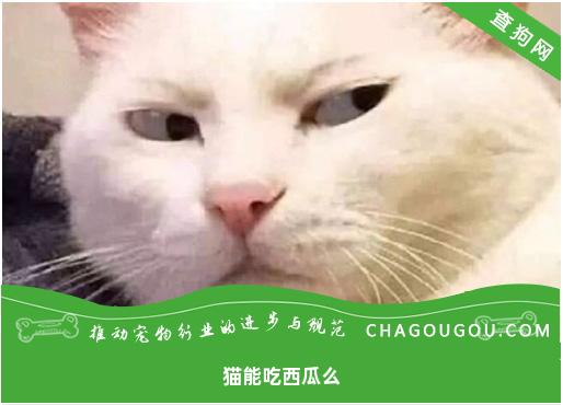 猫能吃西瓜么