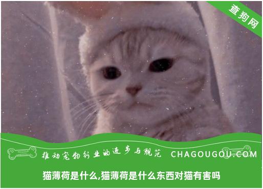 猫薄荷是什么,猫薄荷是什么东西对猫有害吗