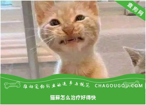 猫藓怎么治疗好得快