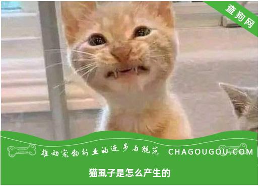 猫虱子是怎么产生的