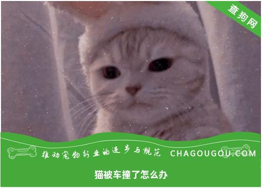 猫被车撞了怎么办