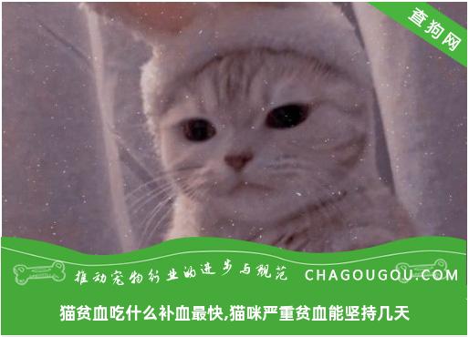 猫贫血吃什么补血最快,猫咪严重贫血能坚持几天