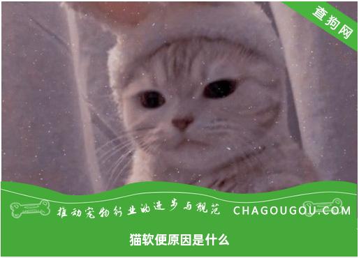 猫软便原因是什么