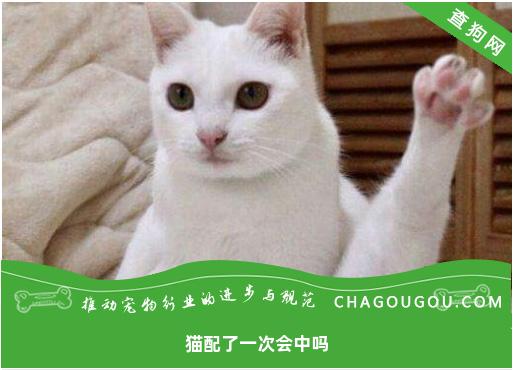 猫配了一次会中吗