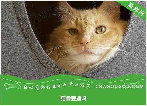 猫需要遛吗