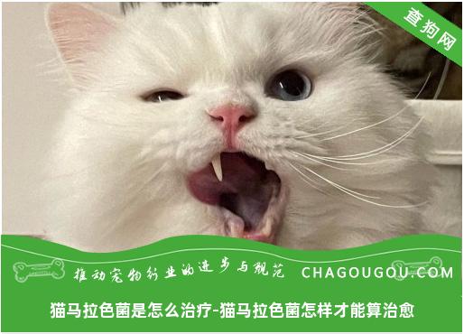 猫马拉色菌是怎么治疗-猫马拉色菌怎样才能算治愈