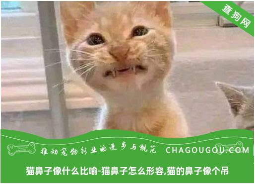 猫鼻子像什么比喻-猫鼻子怎么形容,猫的鼻子像个吊