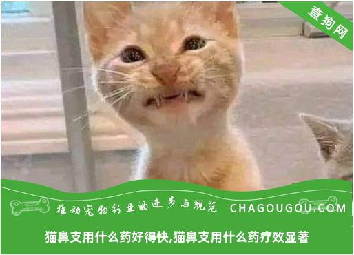 猫鼻支用什么药好得快,猫鼻支用什么药疗效显著