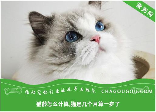 猫龄怎么计算,猫是几个月算一岁了