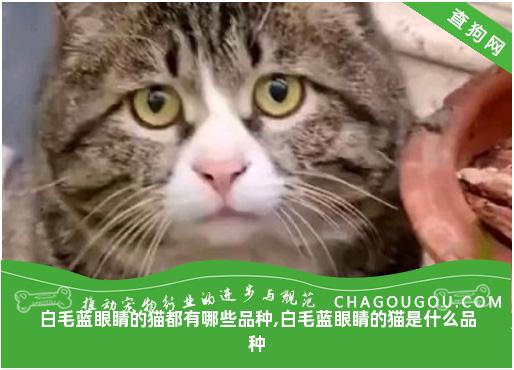 白毛蓝眼睛的猫都有哪些品种,白毛蓝眼睛的猫是什么品种