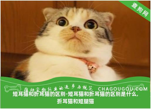 短耳猫和折耳猫的区别-短耳猫和折耳猫的区别是什么,折耳猫和短腿猫