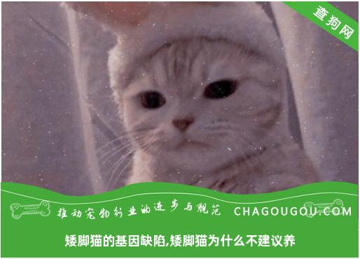 矮脚猫的基因缺陷,矮脚猫为什么不建议养