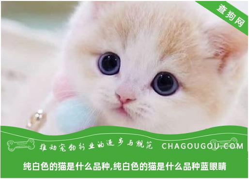 纯白色的猫是什么品种,纯白色的猫是什么品种蓝眼睛