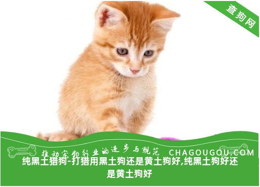 纯黑土猎狗-打猎用黑土狗还是黄土狗好,纯黑土狗好还是黄土狗好