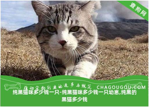 纯黑猫咪多少钱一只-纯黑猫咪多少钱一只幼崽,纯黑的黑猫多少钱