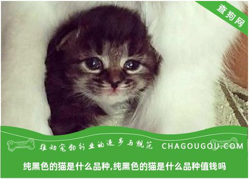 纯黑色的猫是什么品种,纯黑色的猫是什么品种值钱吗