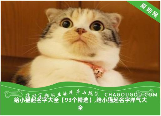 给小猫起名字大全【93个精选】,给小猫起名字洋气大全