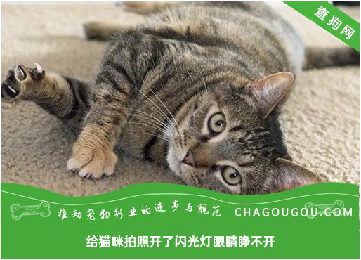 给猫咪拍照开了闪光灯眼睛睁不开