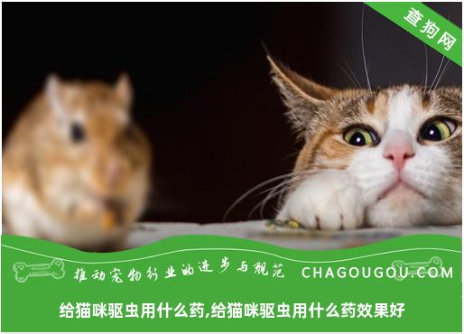 给猫咪驱虫用什么药,给猫咪驱虫用什么药效果好