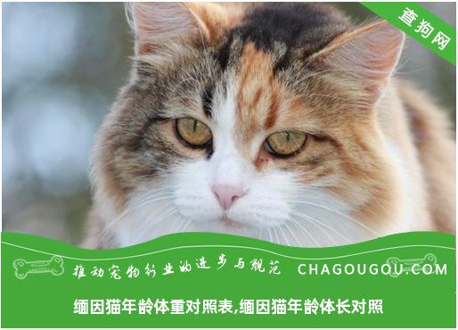 缅因猫年龄体重对照表,缅因猫年龄体长对照