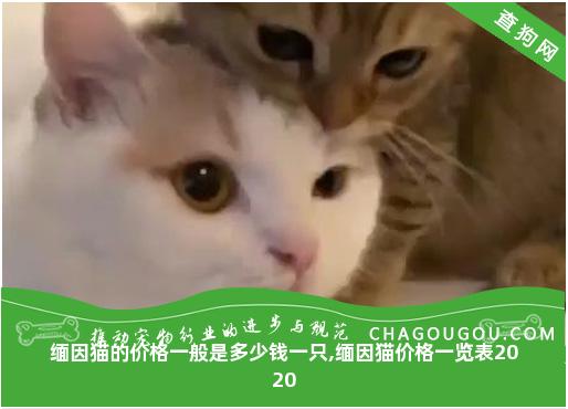 缅因猫的价格一般是多少钱一只,缅因猫价格一览表2020