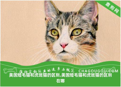 美国短毛猫和虎斑猫的区别,美国短毛猫和虎斑猫的区别在哪