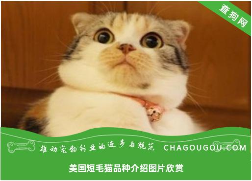 美国短毛猫品种介绍图片欣赏