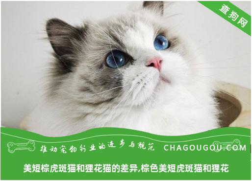 美短棕虎斑猫和狸花猫的差异,棕色美短虎斑猫和狸花