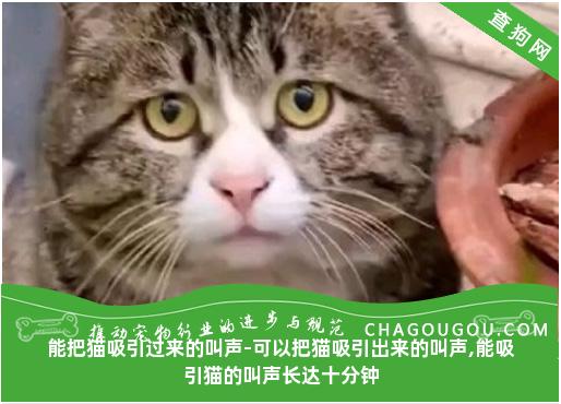 能把猫吸引过来的叫声-可以把猫吸引出来的叫声,能吸引猫的叫声长达十分钟