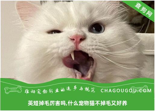 英短掉毛厉害吗,什么宠物猫不掉毛又好养