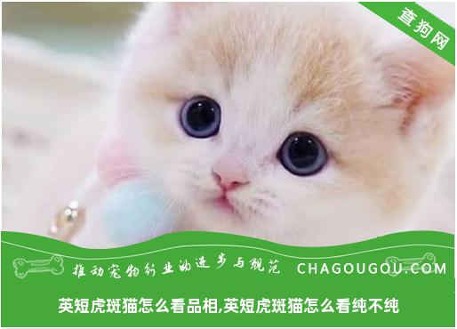 英短虎斑猫怎么看品相,英短虎斑猫怎么看纯不纯