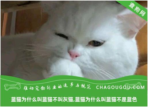 蓝猫为什么叫蓝猫不叫灰猫,蓝猫为什么叫蓝猫不是蓝色