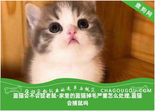 蓝猫会不会捉老鼠-家里的蓝猫掉毛严重怎么处理,蓝猫会捕鼠吗