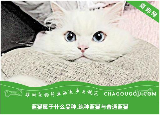 蓝猫属于什么品种,纯种蓝猫与普通蓝猫