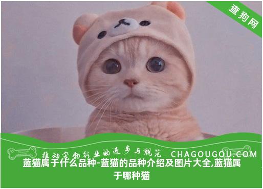 蓝猫属于什么品种-蓝猫的品种介绍及图片大全,蓝猫属于哪种猫