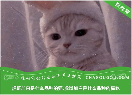 虎斑加白是什么品种的猫,虎斑加白是什么品种的猫咪