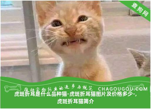 虎斑折耳是什么品种猫-虎斑折耳猫图片及价格多少-,虎斑折耳猫简介