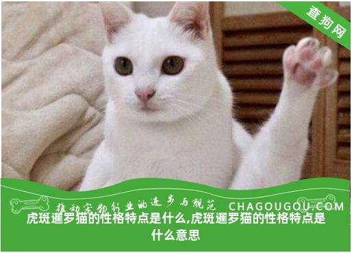 虎斑暹罗猫的性格特点是什么,虎斑暹罗猫的性格特点是什么意思